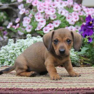 Dexter, Dachshund Puppy