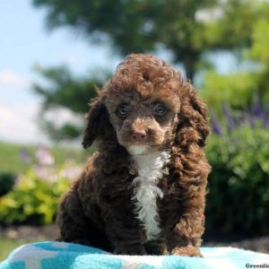 Dexter, Toy Poodle Puppy