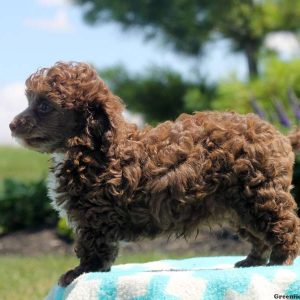 Dexter, Toy Poodle Puppy