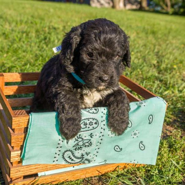 Diamond, Bernedoodle Puppy