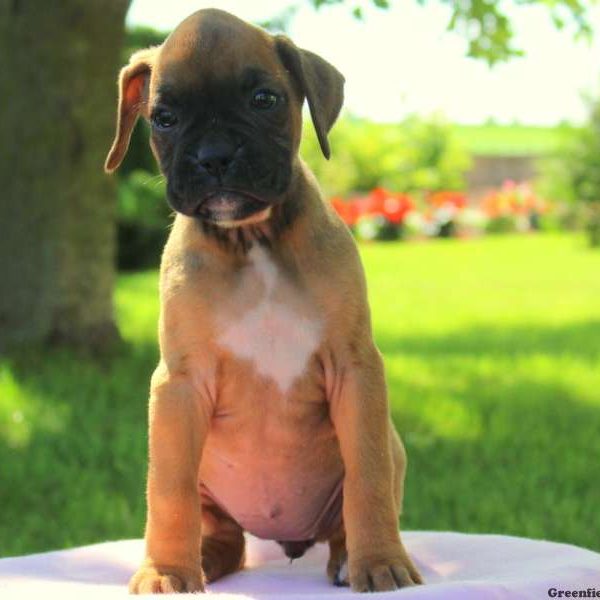 Diamond, Boxer Puppy