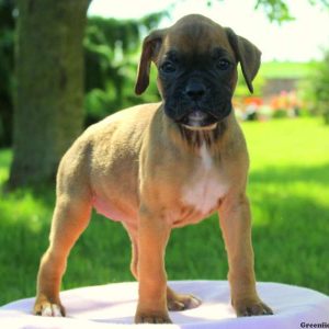 Diamond, Boxer Puppy