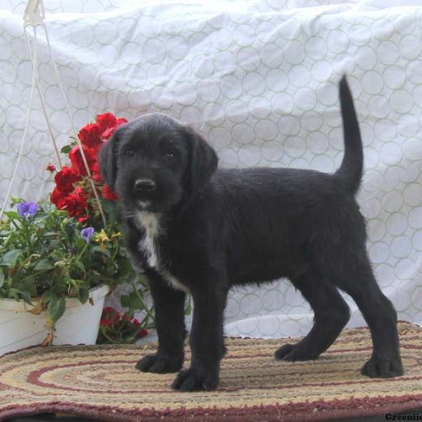 Dillon, Soft Coated Wheaten Terrier Mix Puppy