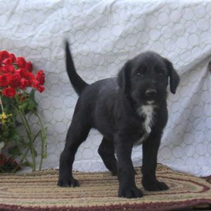 Dillon, Soft Coated Wheaten Terrier Mix Puppy