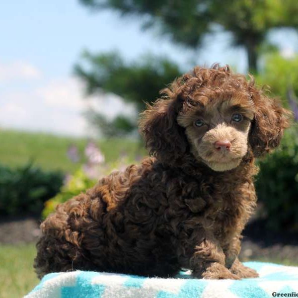 Dixie, Toy Poodle Puppy