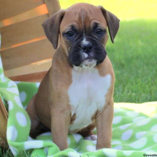 Dixie, Boxer Puppy