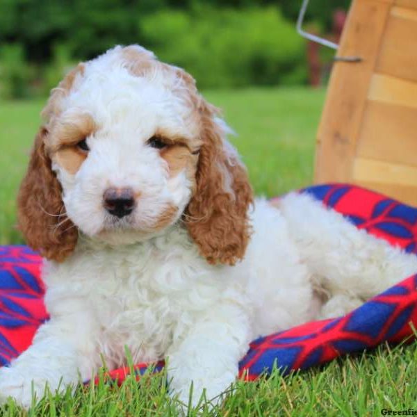 Dixie, Cockapoo Puppy