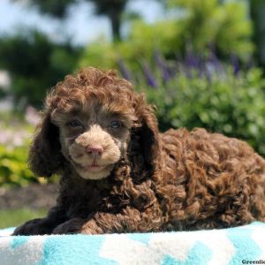 Dixie, Toy Poodle Puppy