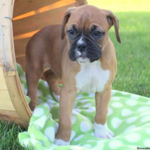 Dixie, Boxer Puppy