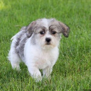 Dixie, Shih-Poo Puppy