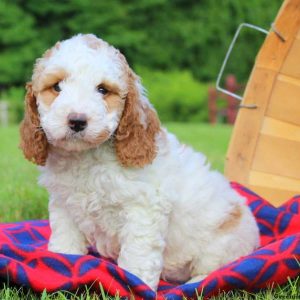 Dixie, Cockapoo Puppy