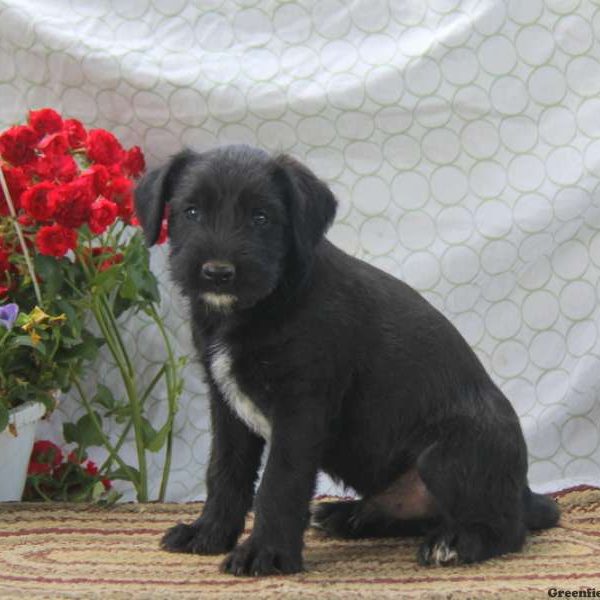 Donnie, Soft Coated Wheaten Terrier Mix Puppy