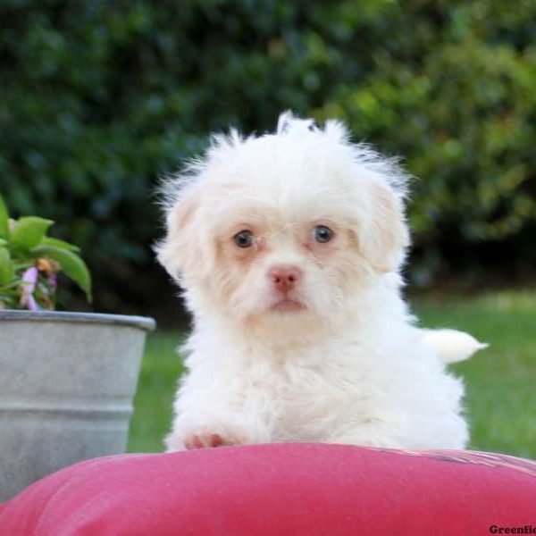 Donnie, Shih-Poo Puppy