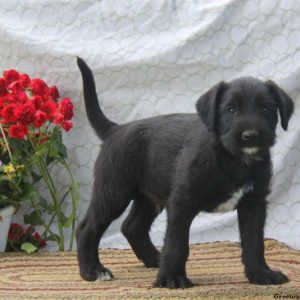 Donnie, Soft Coated Wheaten Terrier Mix Puppy