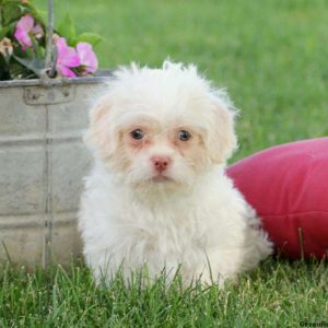 Donnie, Shih-Poo Puppy