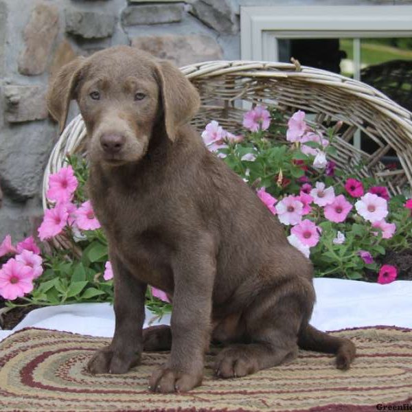 Donny, Labrador Retriever-Silver Puppy