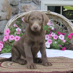 Donny, Labrador Retriever-Silver Puppy