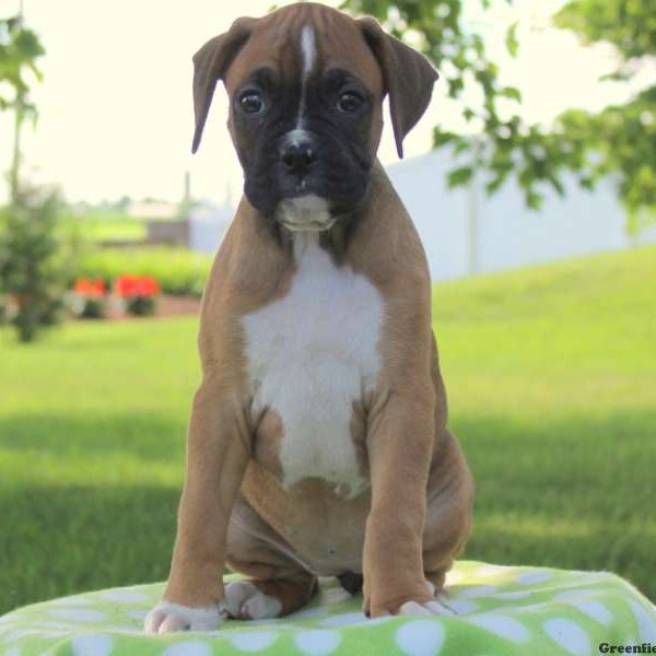 Dora Jr., Boxer Puppy