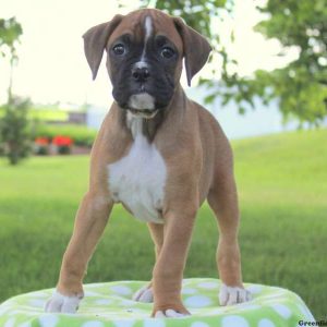 Dora Jr., Boxer Puppy