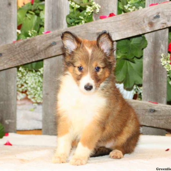 Dora, Shetland Sheepdog Puppy