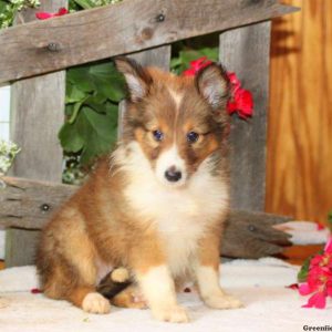 Dora, Shetland Sheepdog Puppy