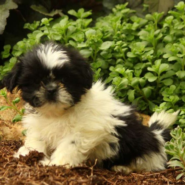 Dorian, Shih Tzu Puppy