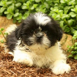 Dorian, Shih Tzu Puppy