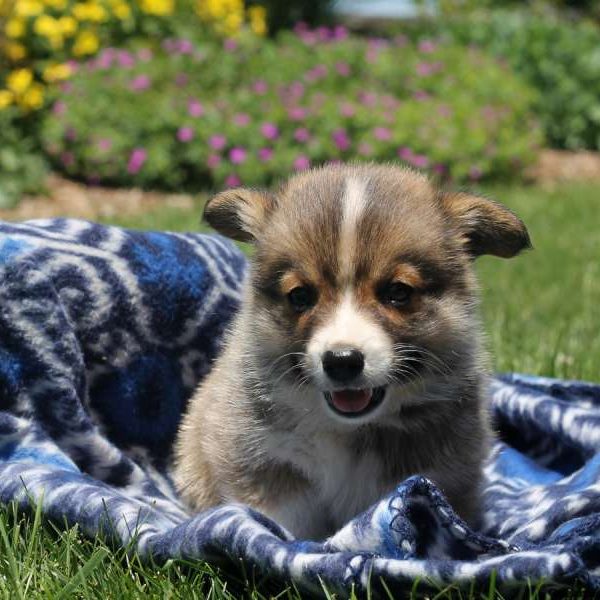 Doug, Pembroke Welsh Corgi Puppy