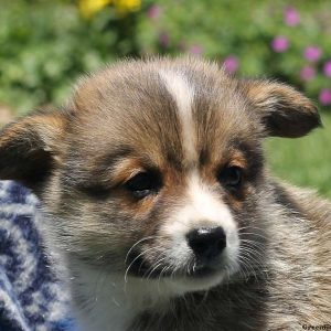 Doug, Pembroke Welsh Corgi Puppy