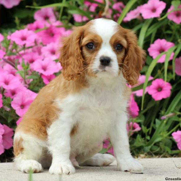 Dozer, Cavalier King Charles Spaniel Puppy