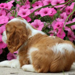 Dozer, Cavalier King Charles Spaniel Puppy