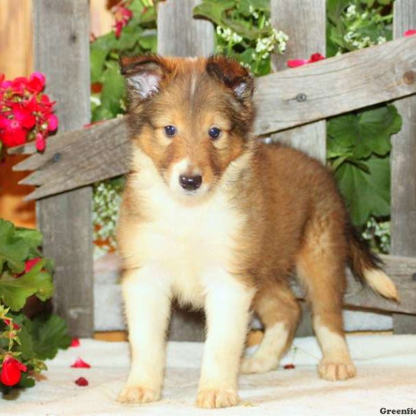 Drake, Shetland Sheepdog Puppy