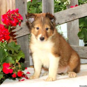 Drake, Shetland Sheepdog Puppy