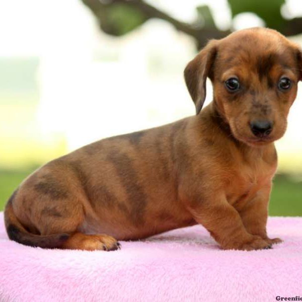 Duddley, Dachshund Puppy