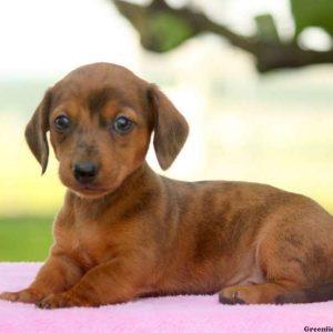 Duddley, Dachshund Puppy