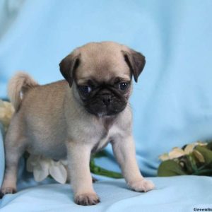 Duke, Pug Puppy