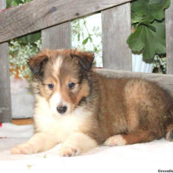 Dusty, Shetland Sheepdog Puppy