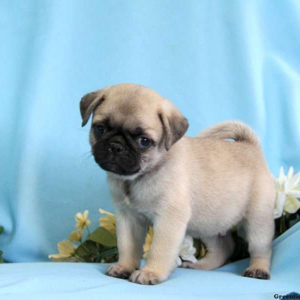 Dusty, Pug Puppy