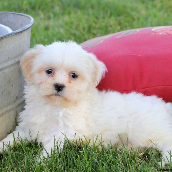 Dusty, Shih-Poo Puppy