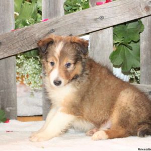 Dusty, Shetland Sheepdog Puppy