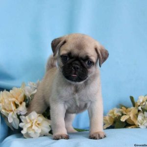 Dusty, Pug Puppy