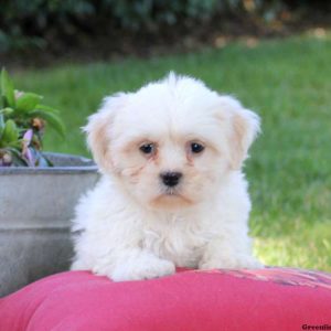 Dusty, Shih-Poo Puppy