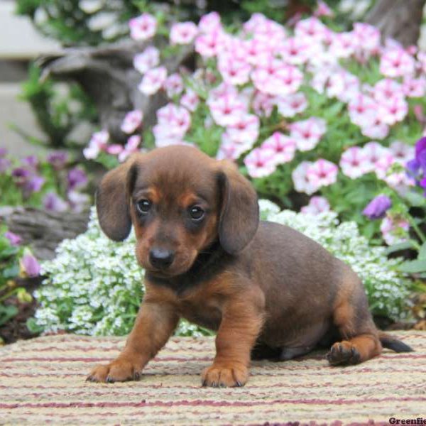 Dynamite, Dachshund Puppy