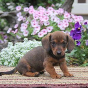 Dynamite, Dachshund Puppy