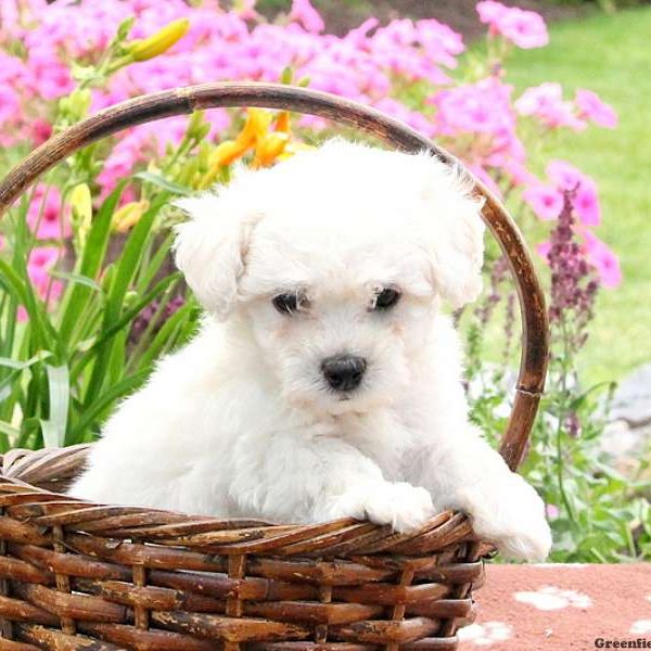 Easton, Bichon Frise Puppy