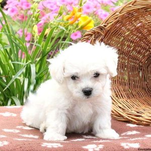 Easton, Bichon Frise Puppy