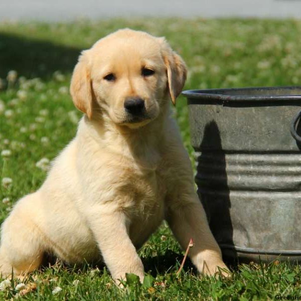 Ed, Labby Dabby Doo Puppy
