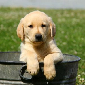 Ed, Labby Dabby Doo Puppy