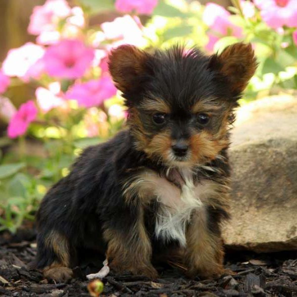 Eddie, Yorkshire Terrier Puppy