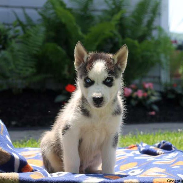 Eddie, Siberian Husky Puppy